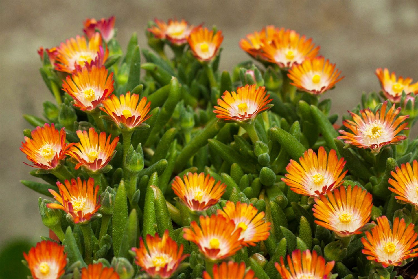 Delosperma 'Jewel of Desert Topaz' Mittagsblume