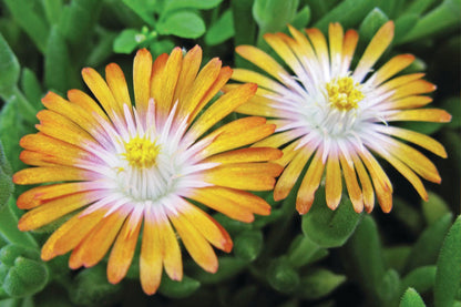 Delosperma 'Jewel of Desert Topaz' ® (Mittagsblume)