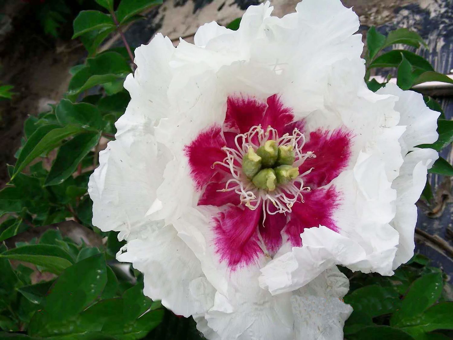 Paeonia rockii 'Ji Xue Shi' Strauchpfingstrose 'Blutstein (Hämatit)'