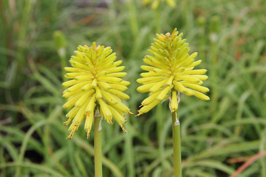 Kniphofia 'Limelight' Fackellilie