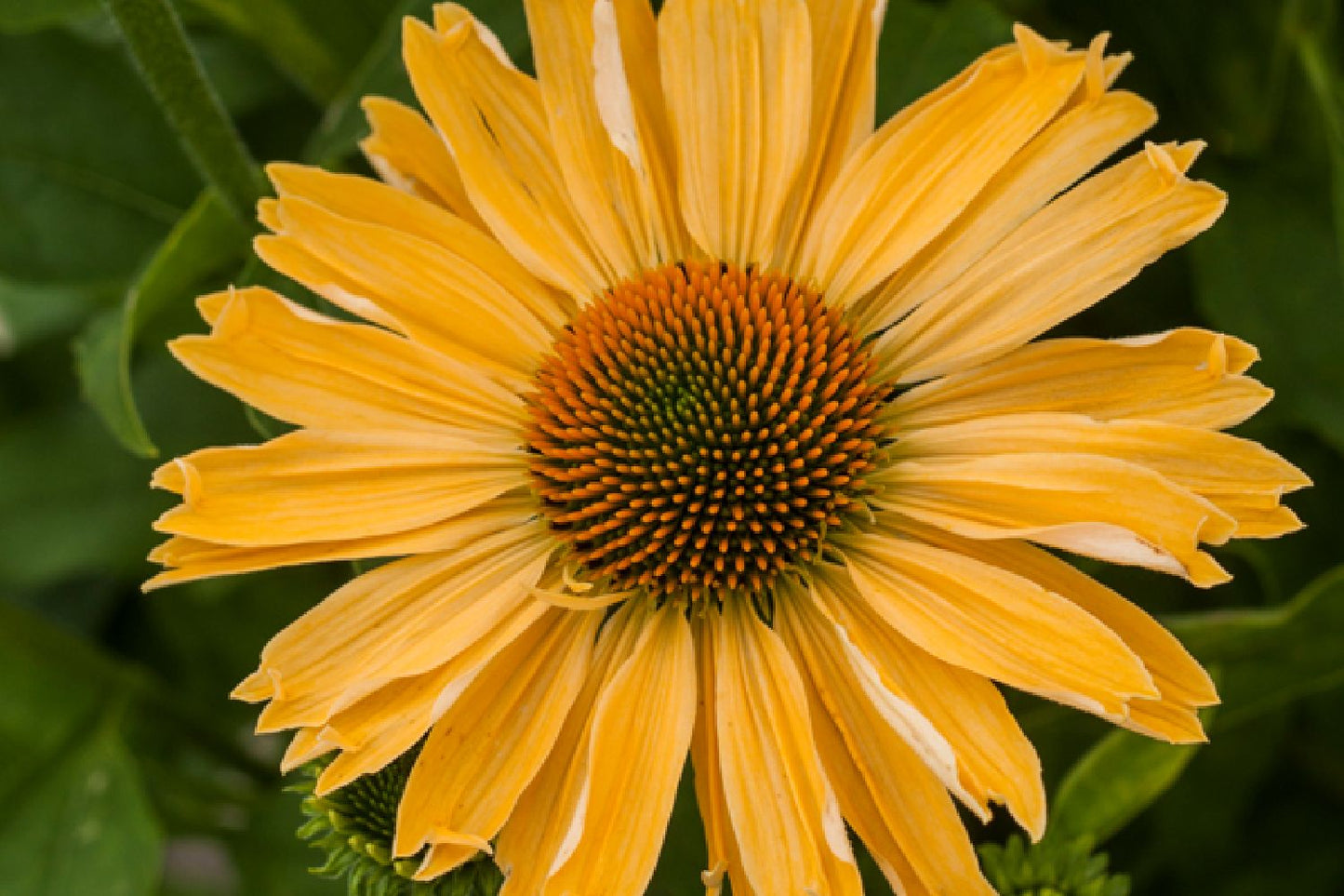 Echinacea 'Yellow Pearl' Scheinsonnenhut