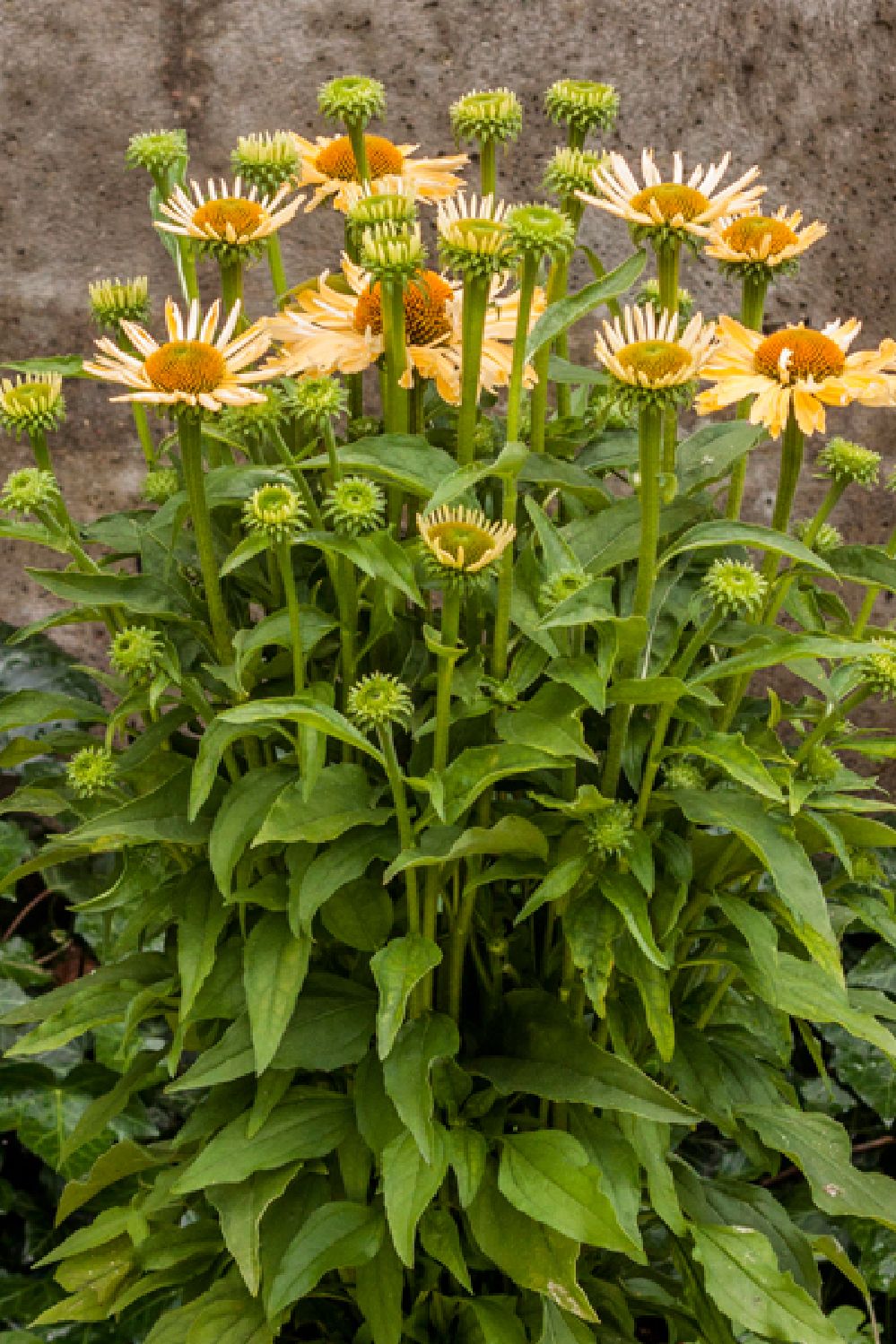 Echinacea 'Yellow Pearl' (Scheinsonnenhut)