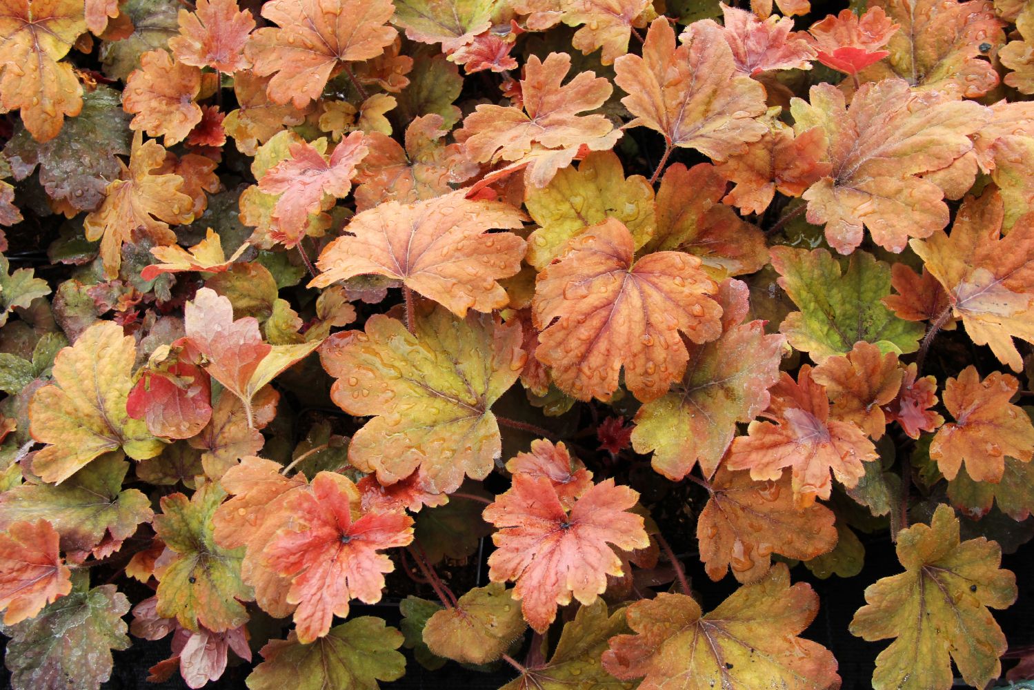 Heucherella 'Sweet Tea' Heucherella