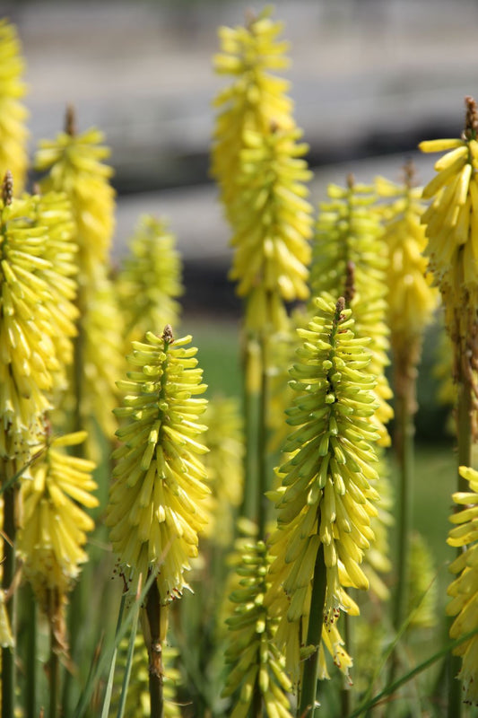 Kniphofia 'Poco Yellow' Fackellilie