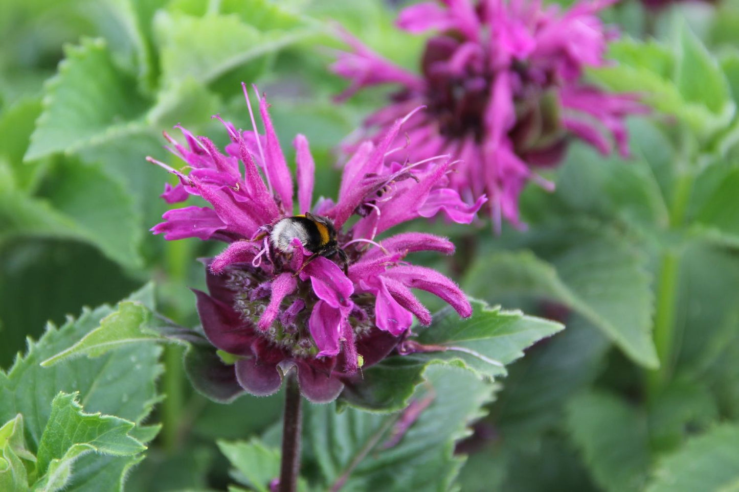 Monarda 'Bee-Pure' ® Indianernessel