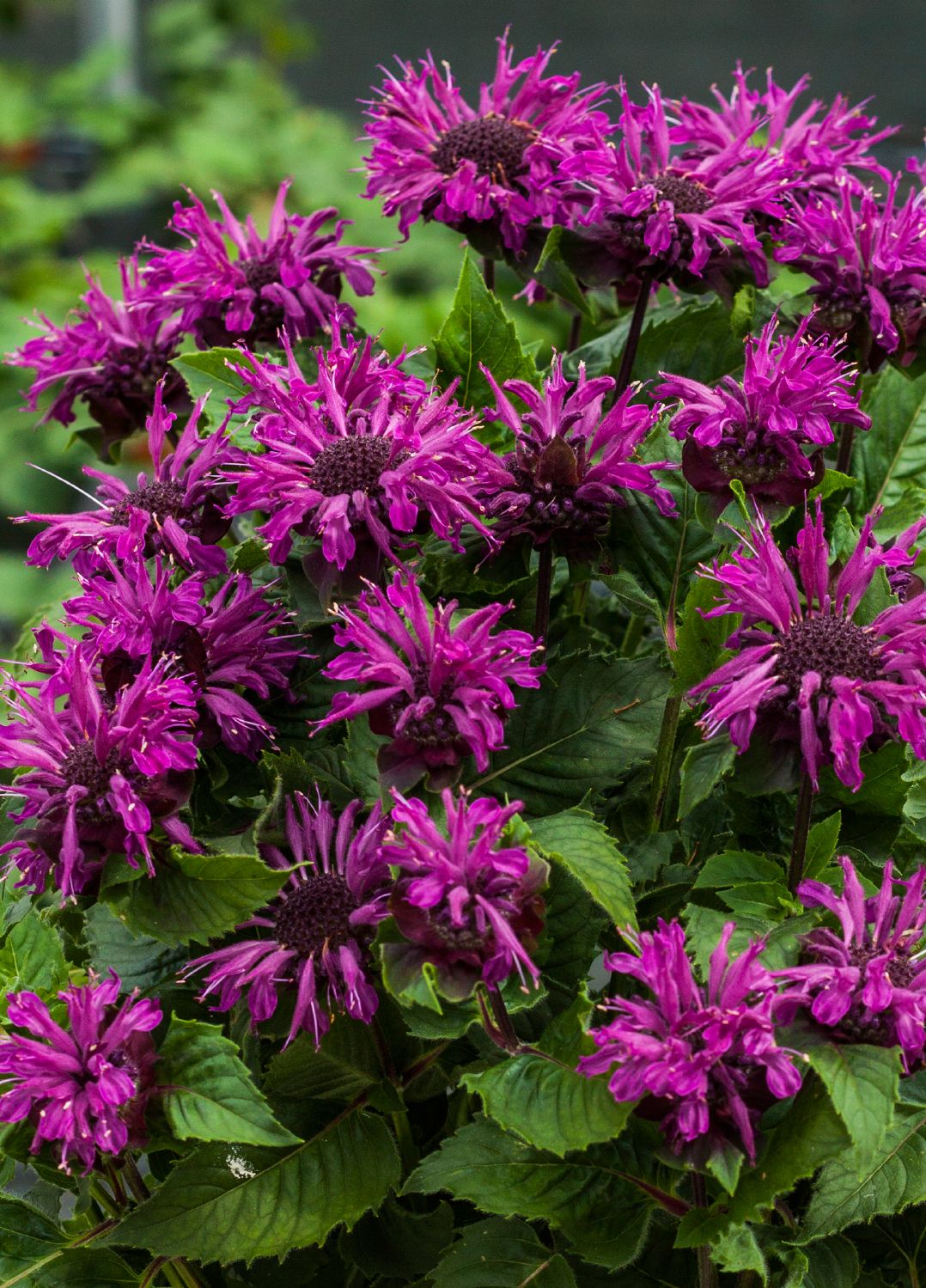 Monarda 'Bee-Pure' ® (Indianernessel)