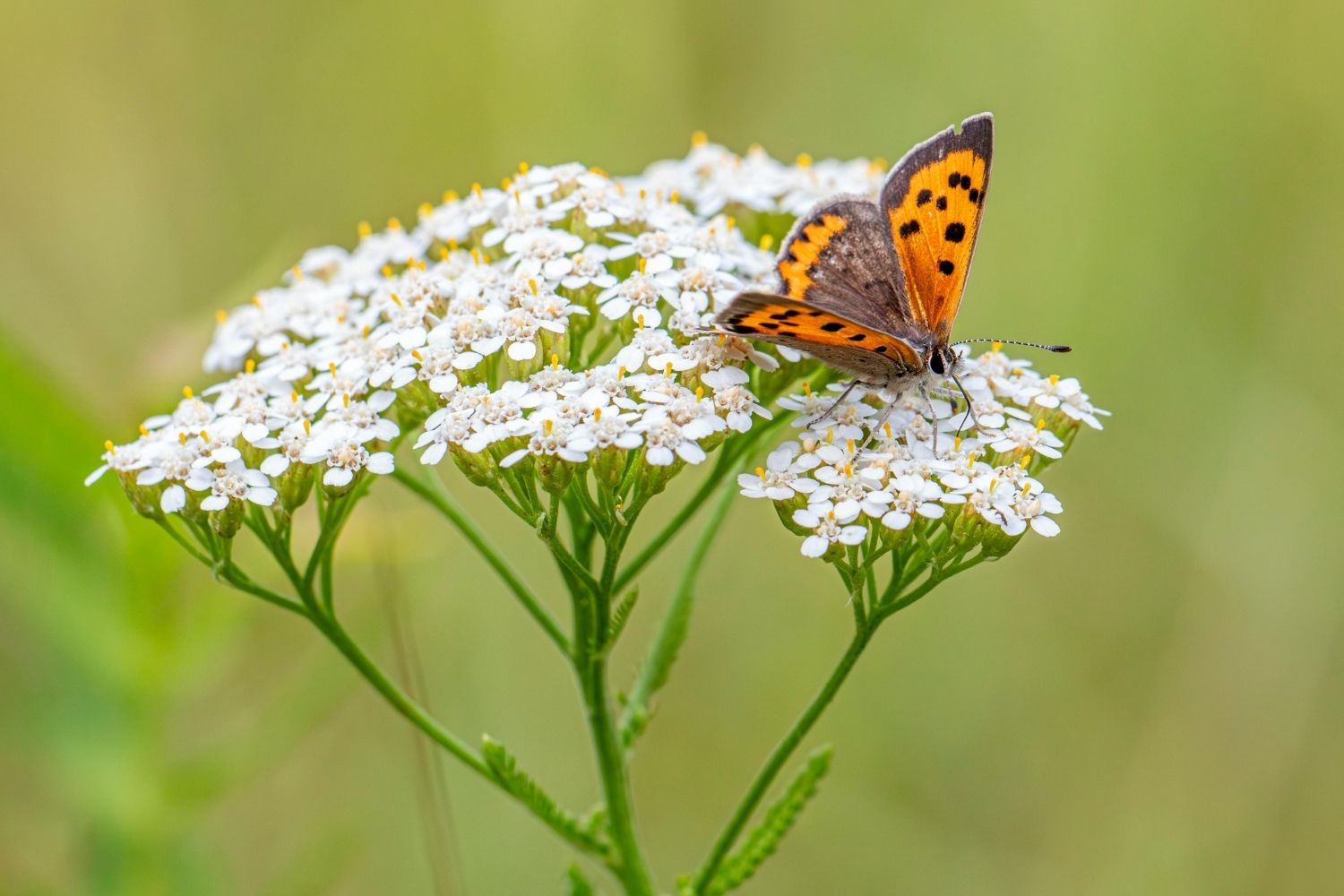 Achillea millefolium Tausendblättrige Schafgarbe