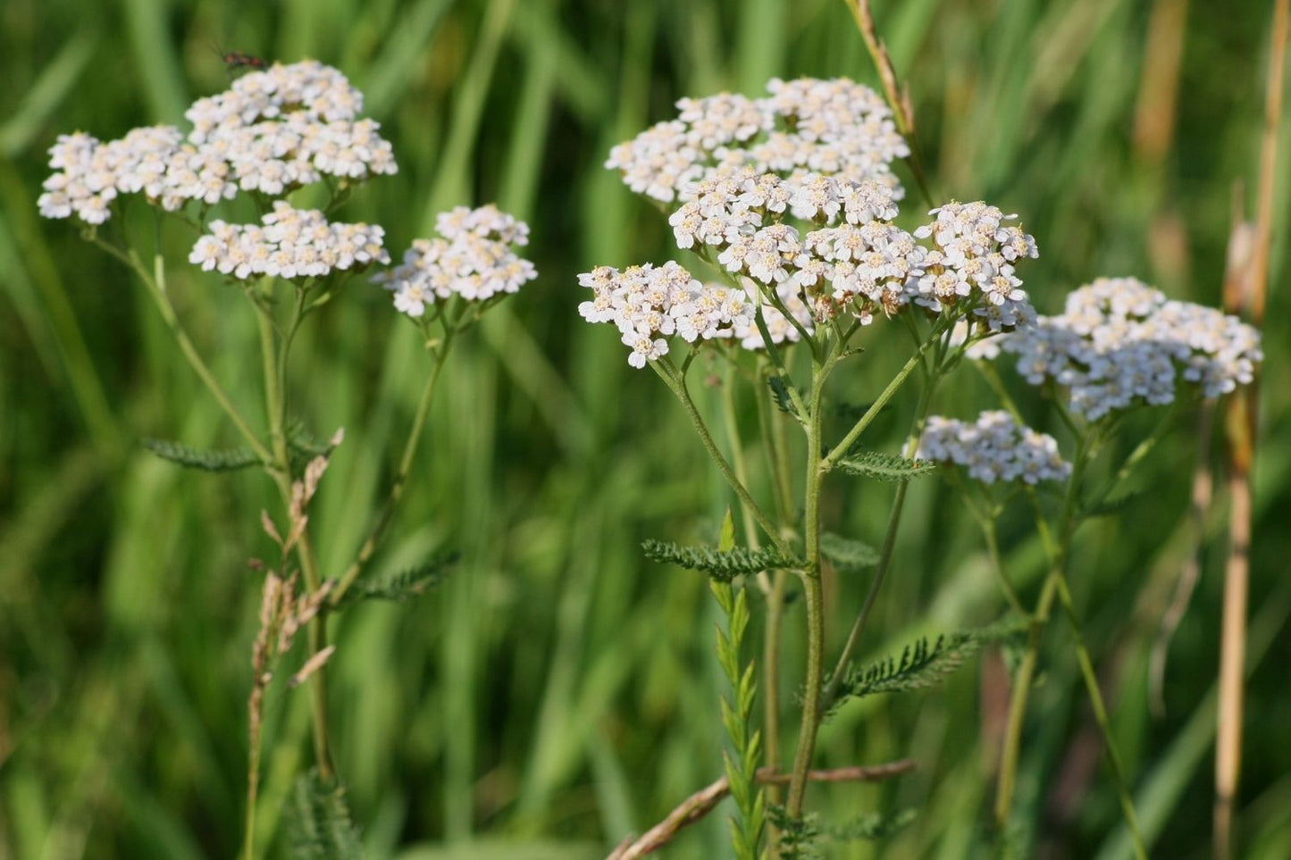 Achillea millefolium (Tausendblättrige Schafgarbe)