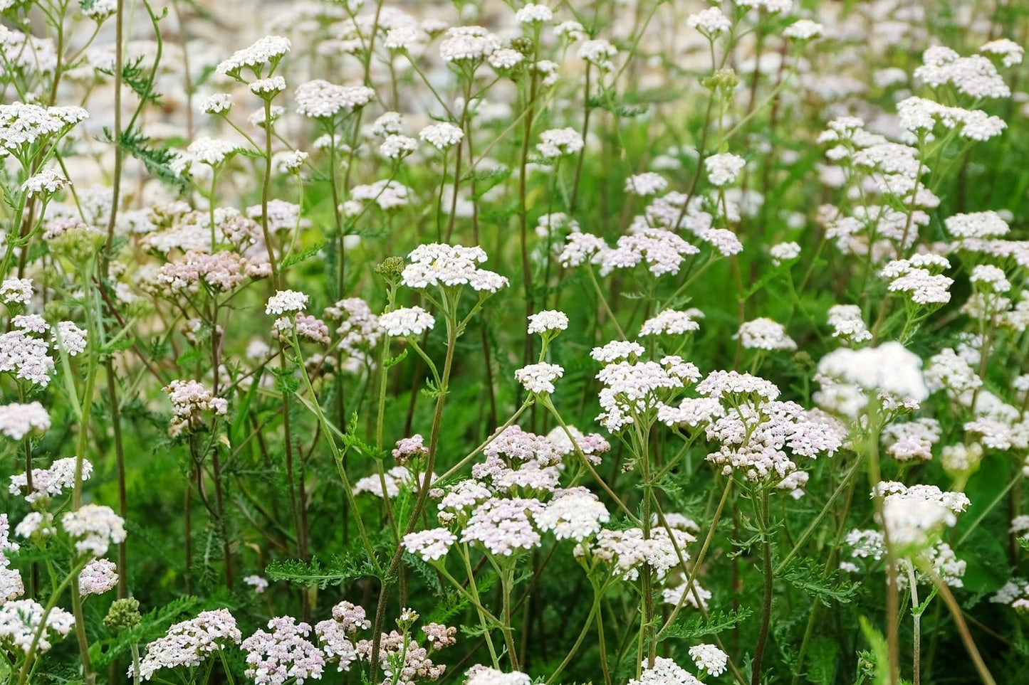 Achillea millefolium (Tausendblättrige Schafgarbe)