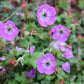 Geranium 'Bloom Time' (Storchschnabel)