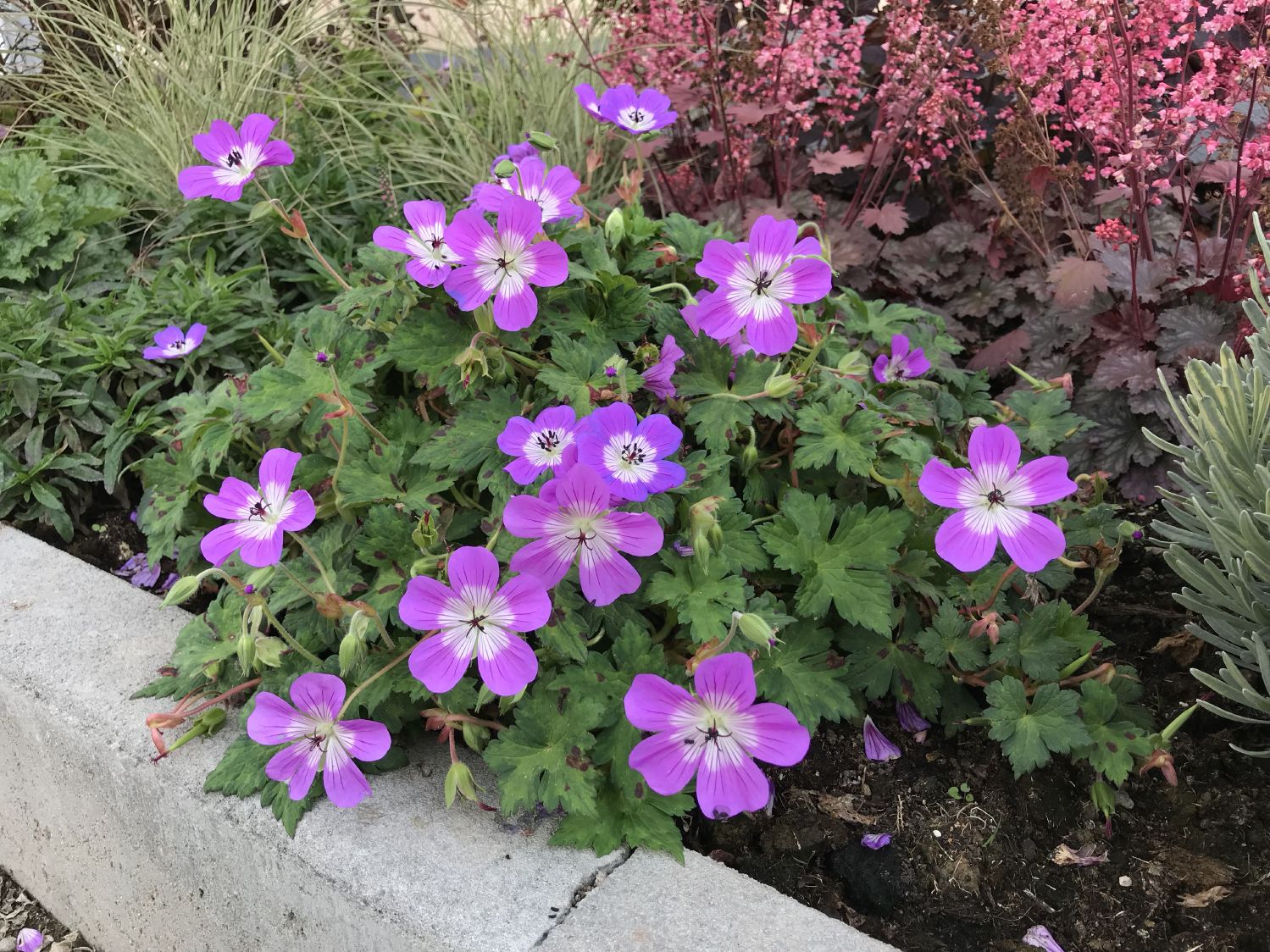 Geranium 'Bloom Time' ® Storchschnabel