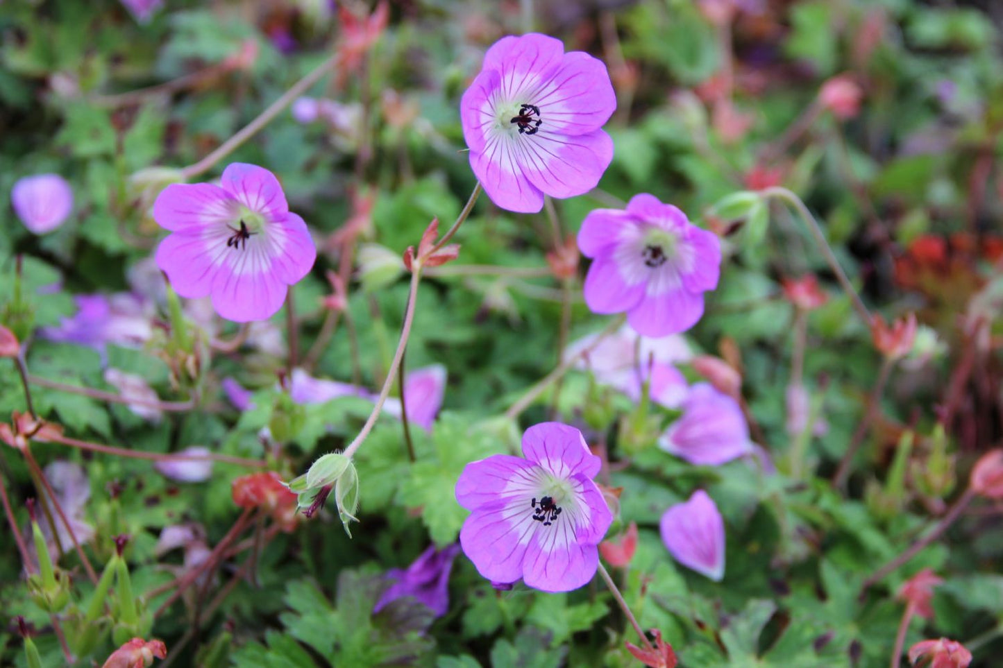 Geranium 'Bloom Time' ® (Storchschnabel)