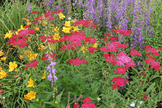 Achillea millefolium 'Pomegranate' ® Schafgarbe