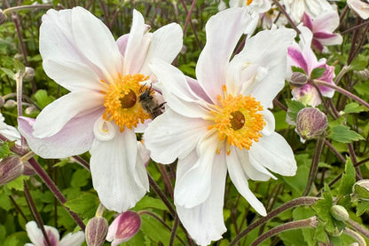 Anemone 'Dainty Swan' ® (Herbstanemone)