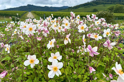 Anemone 'Dainty Swan' ® (Herbstanemone)