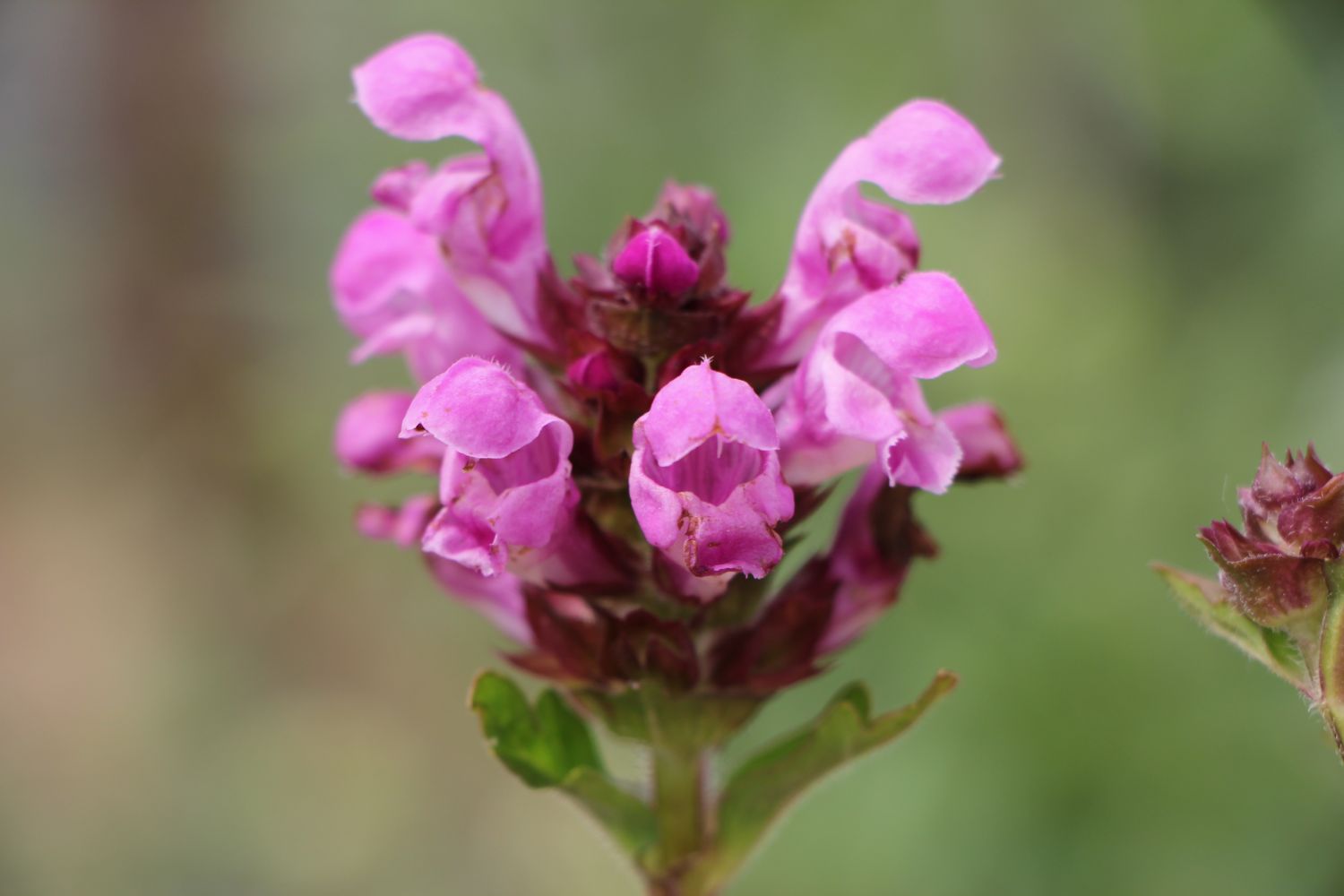 Prunella grandiflora 'Rubra' Großblütige Braunelle