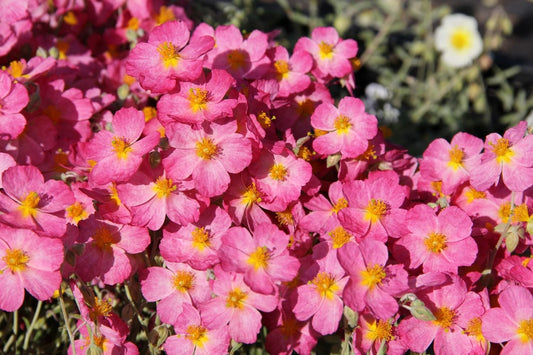 Helianthemum 'Whisley Pink' Sonnenröschen