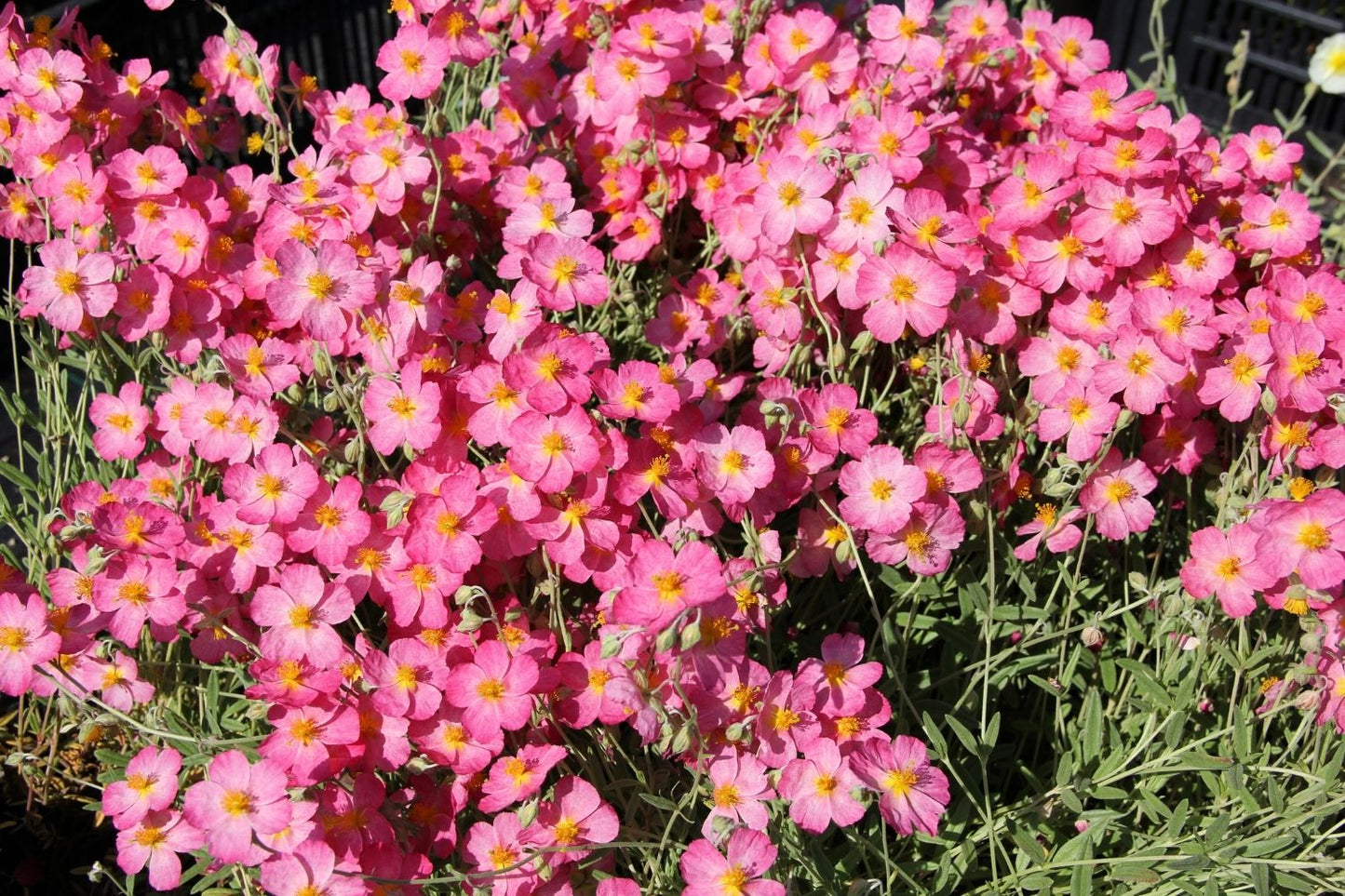 Helianthemum 'Whisley Pink' (Sonnenröschen)