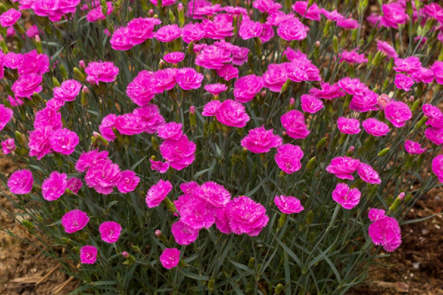 Dianthus plumarius 'Pretty Becky' (Federnelke)
