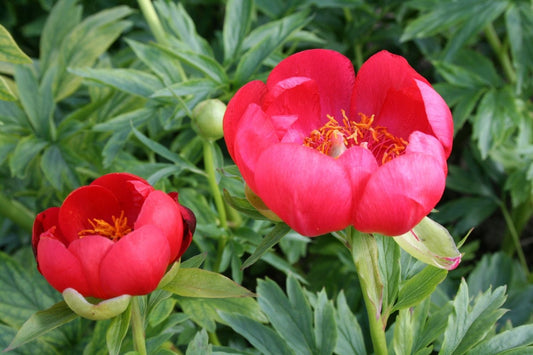 Paeonia peregrina 'Otto Froebel' Balkan-Pfingstrose