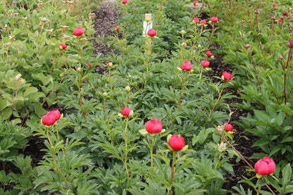 Paeonia peregrina 'Otto Froebel' (Balkan-Pfingstrose)