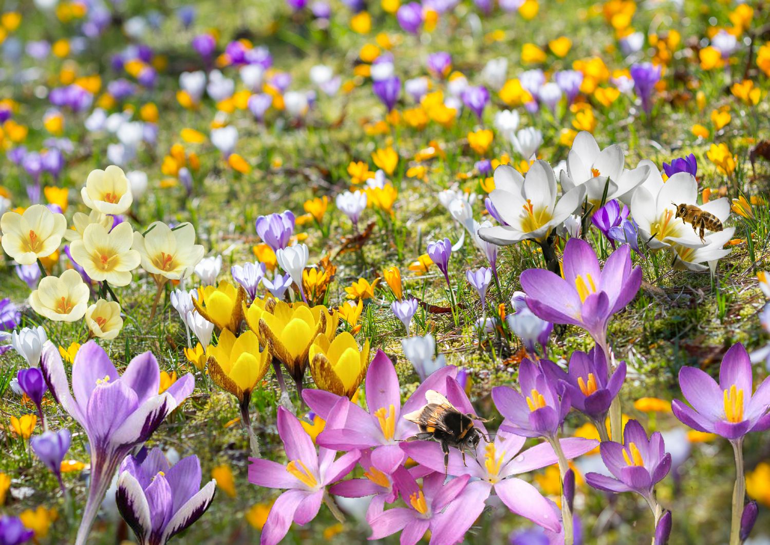 Crocus Mix 'Bienenweide' Nektarreiche Krokus-Mischung
