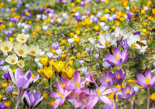 Crocus Mix 'Bienenweide' Nektarreiche Krokus-Mischung