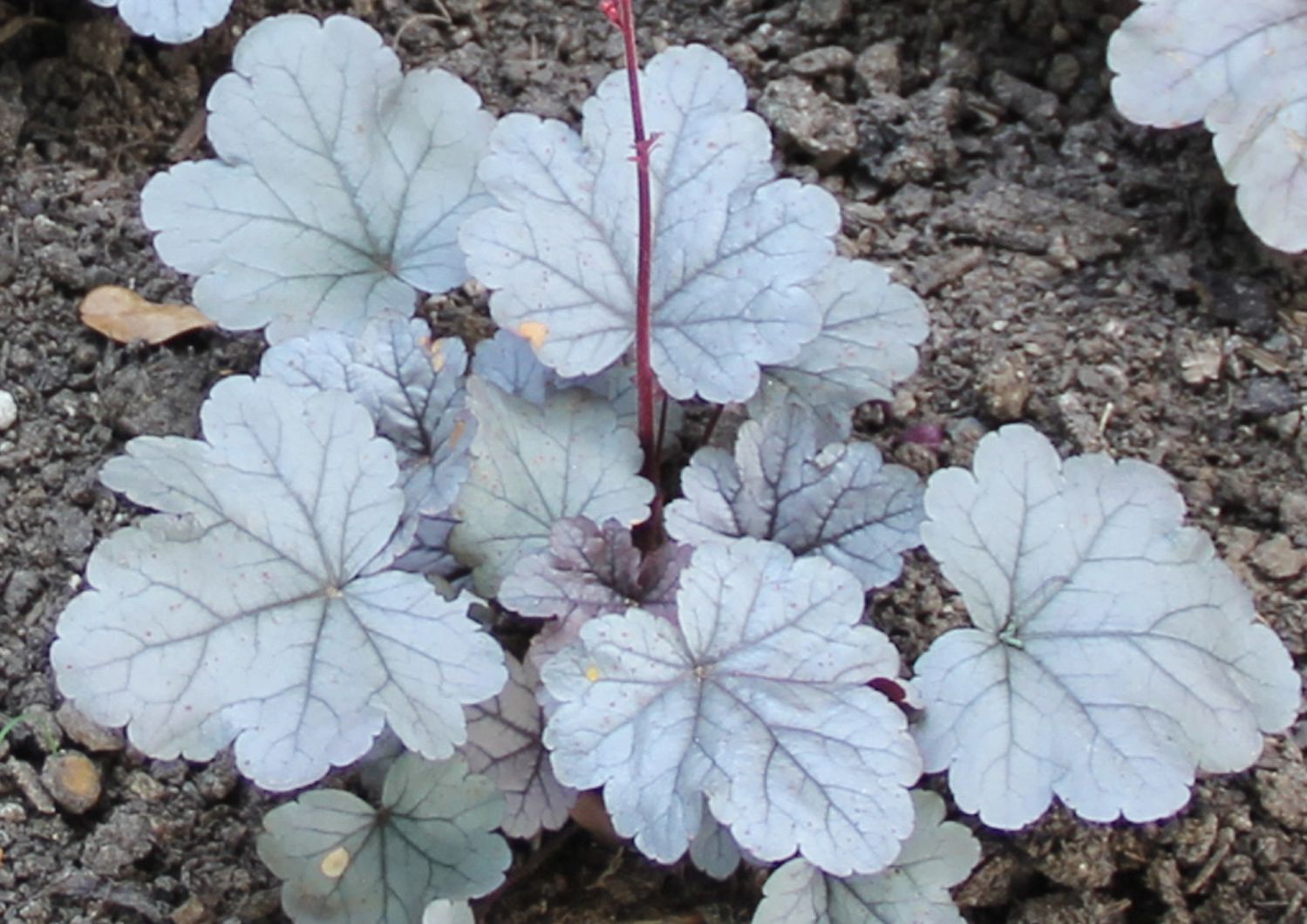 Heuchera 'Silver Gumdrop' Samthaariges Silberglöckchen