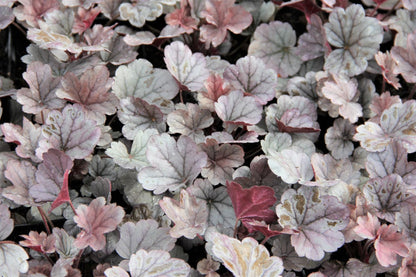 Heuchera 'Silver Gumdrop' (Samthaariges Silberglöckchen)