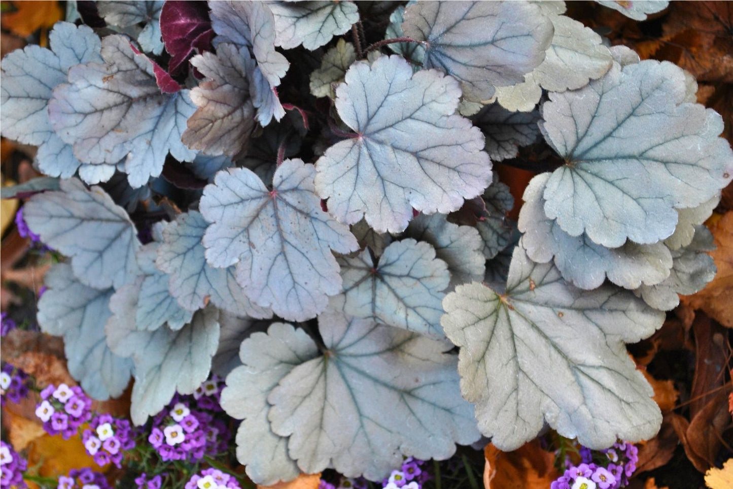 Heuchera 'Silver Gumdrop' (Samthaariges Silberglöckchen)