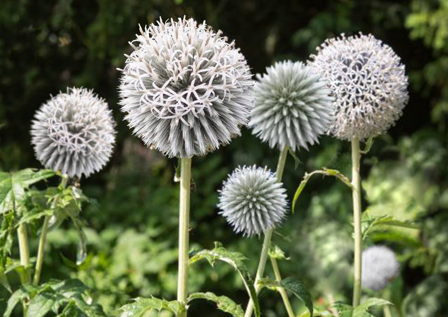 Echinops banaticus 'Starfrost' Weiße Kugeldistel