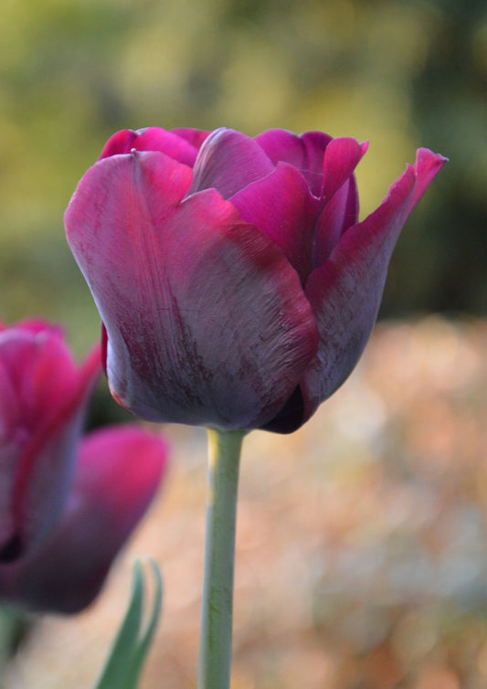 Tulipa 'Havran' Triumph-Tulpe