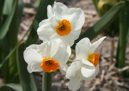 Narcissus 'Geranium' Tazetta-Duft-Narzisse