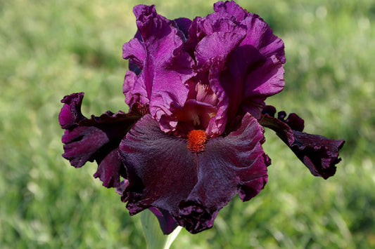 Iris Barbata-Elatior 'Saturn' Hohe Bartschwertlilie