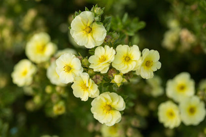 Potentilla fruticosa 'Lemon Meringue' Fingerstrauch