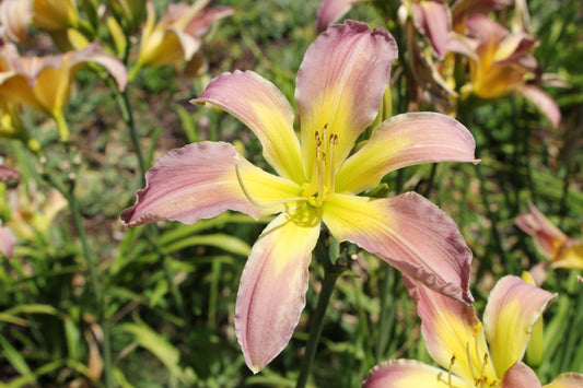 Hemerocallis 'Dancing Summerbird' Großblumige Taglilie