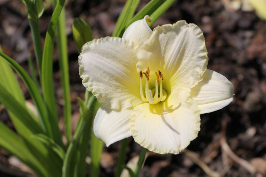 Hemerocallis 'White Lemonade' kleinblumige Taglilie