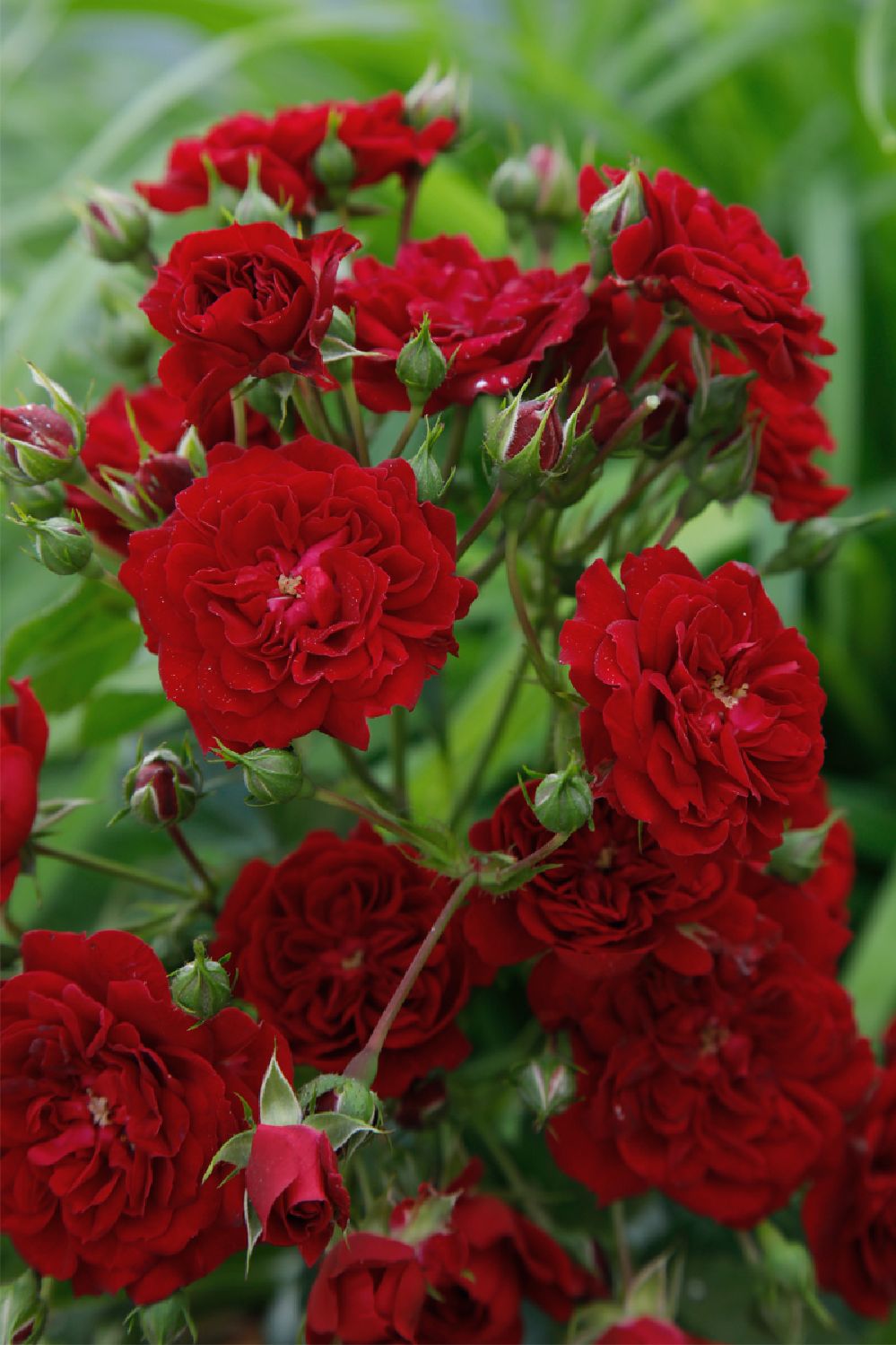 Rose 'Crimson Siluetta' (Miniclimber)