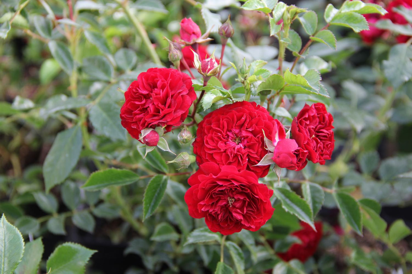 Rose 'Crimson Siluetta' ® Miniclimber