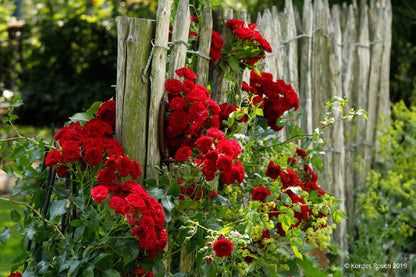 Rose 'Crimson Siluetta' ® (Miniclimber)