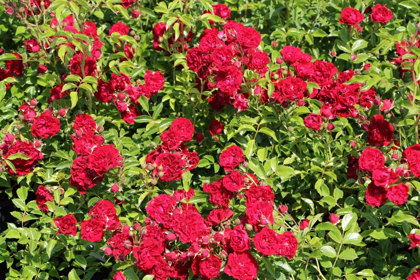 Rose 'Crimson Siluetta' ® (Miniclimber)