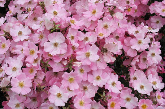 Rose 'Fortuna' Kleinstrauchrose