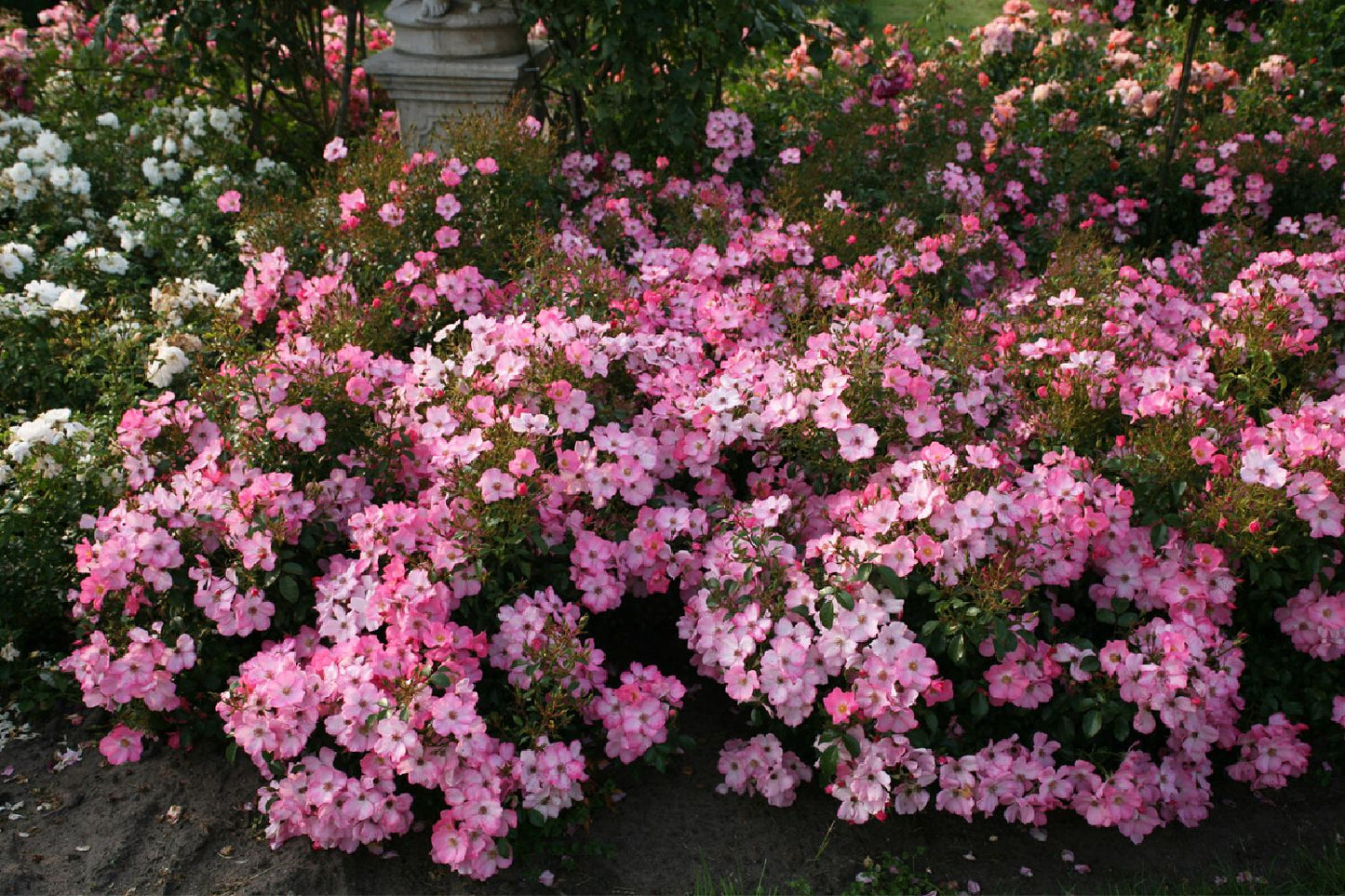 Rose 'Fortuna' (Kleinstrauchrose)