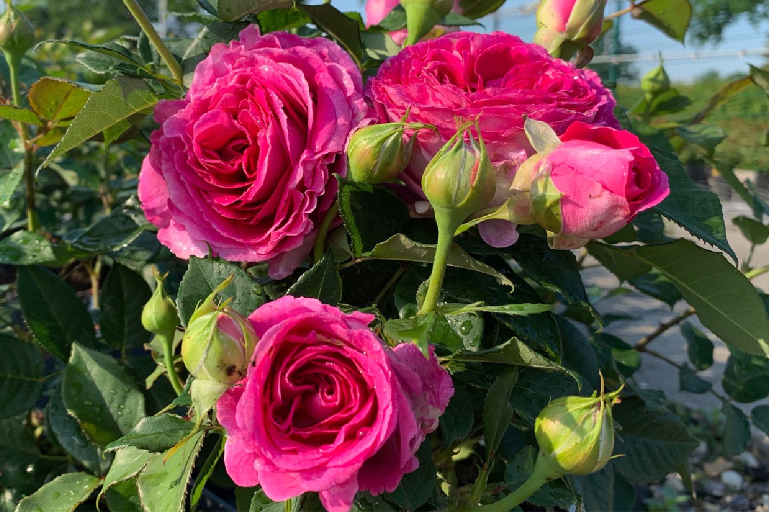 Rose 'Fräulein Maria' Beetrose