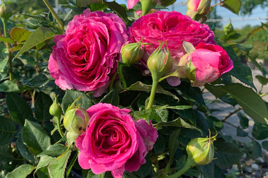 Rose 'Fräulein Maria' Beetrose