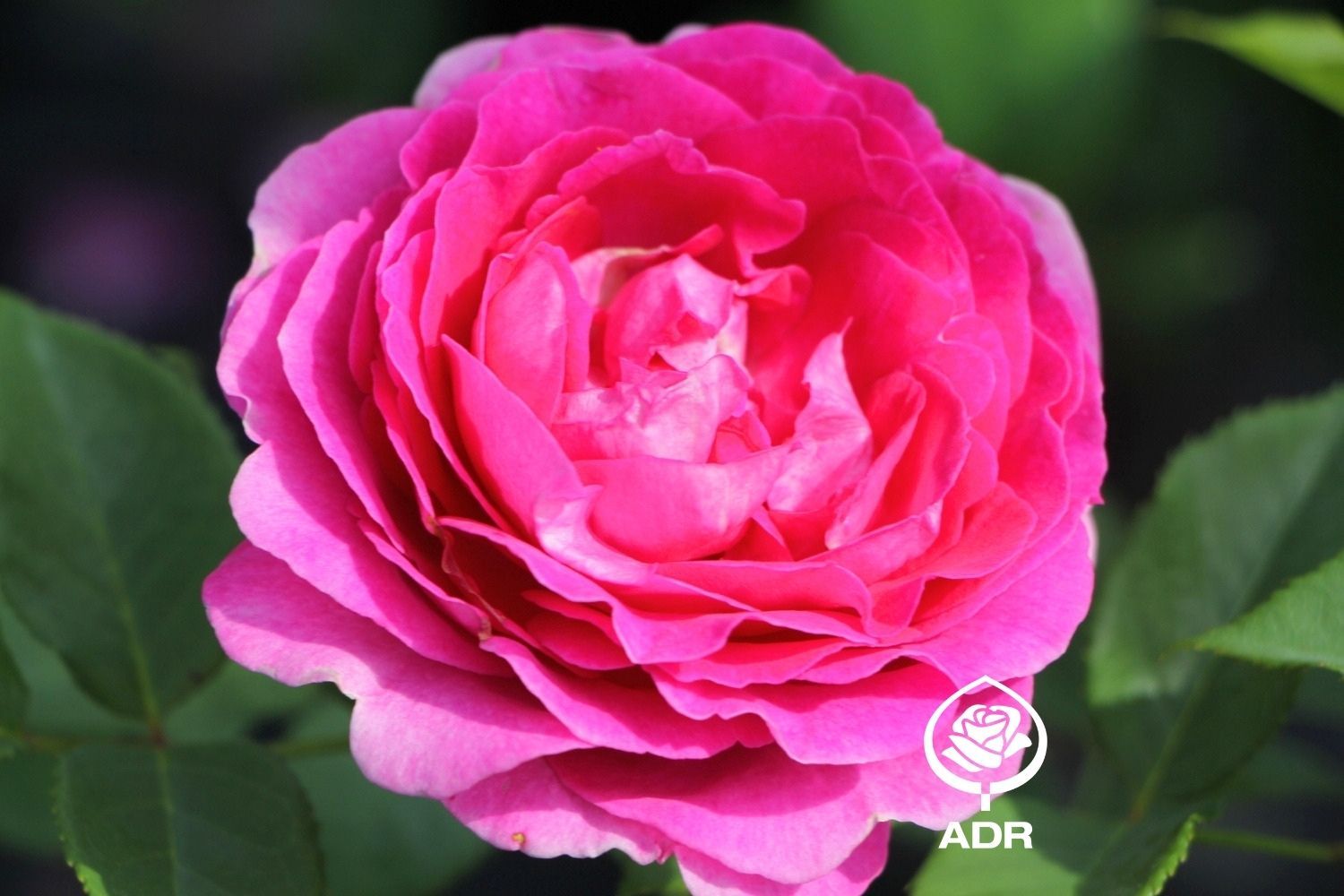 Rose 'Fräulein Maria' Beetrose