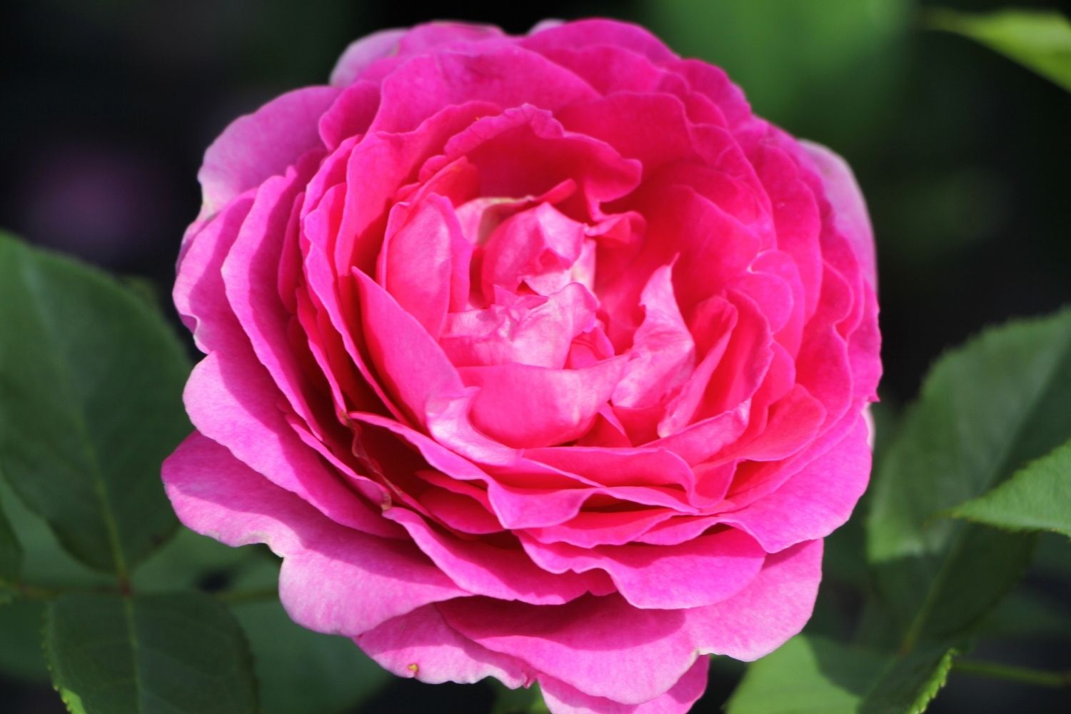 Rose 'Fräulein Maria' Beetrose