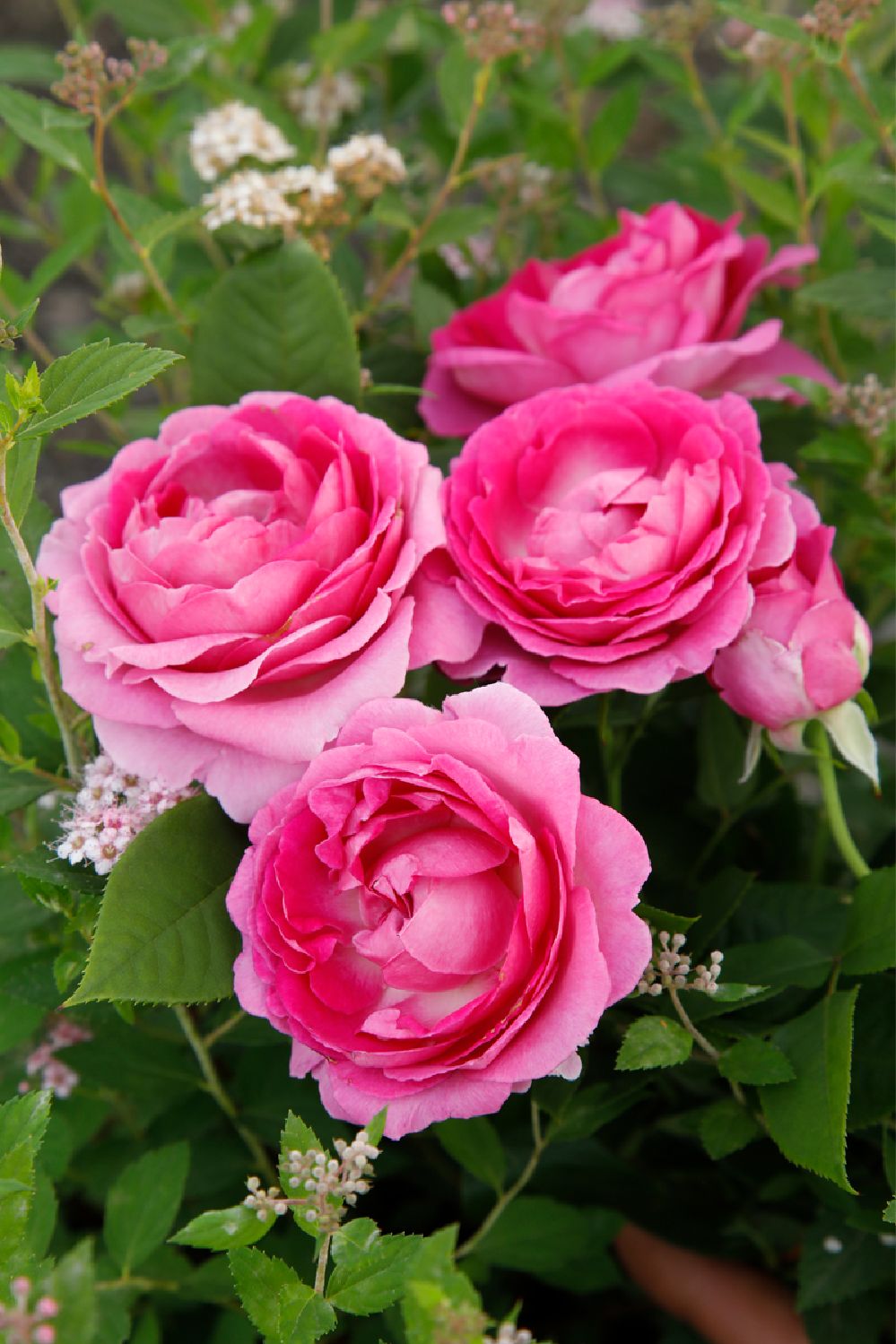 Rose 'Fräulein Maria' (Beetrose)
