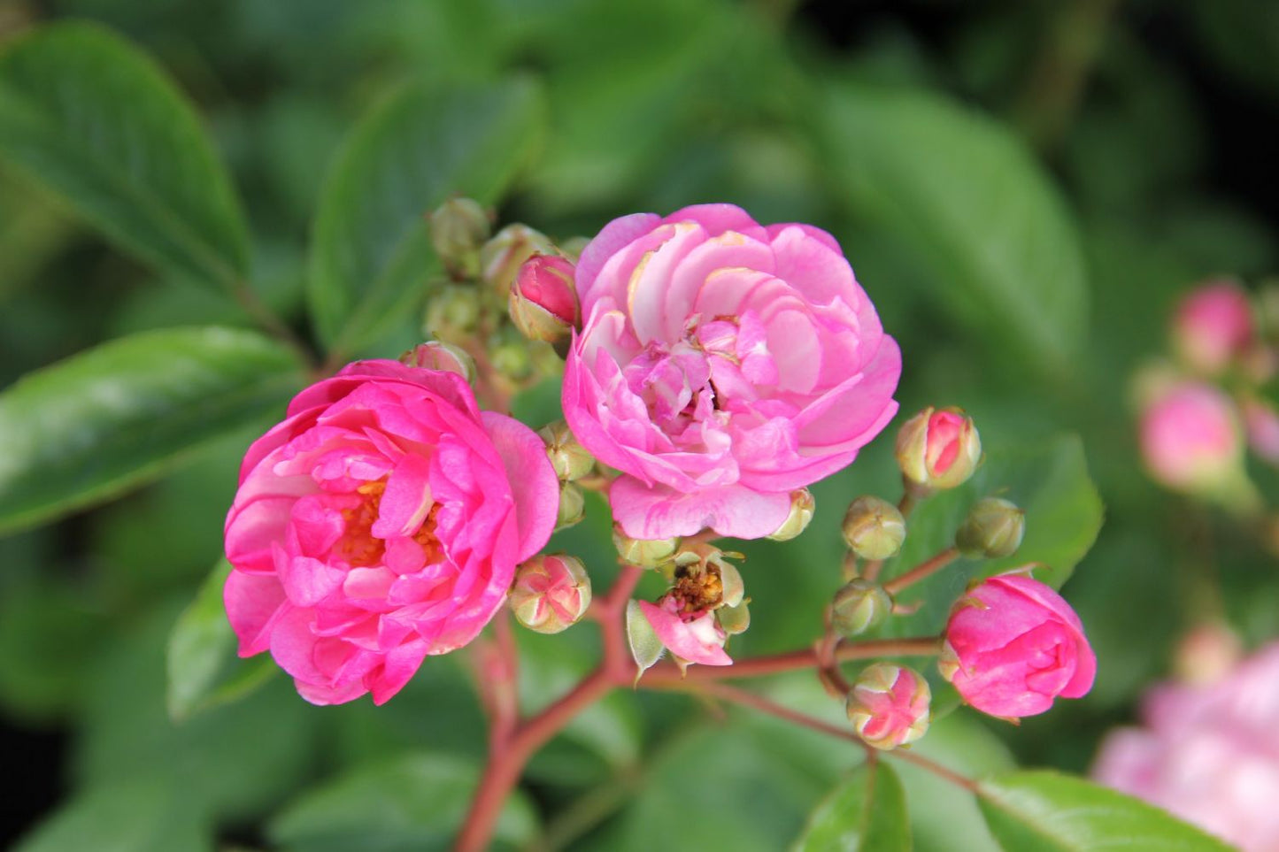 Rose 'Lavender Siluetta' Miniclimber