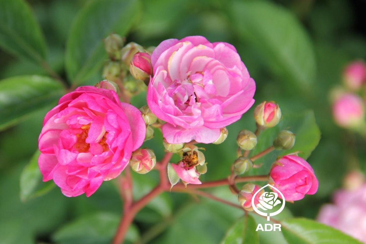Rose 'Lavender Siluetta' ® (Miniclimber)